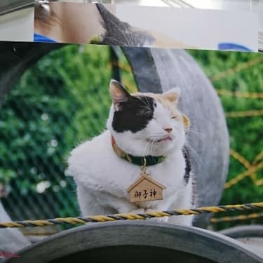 ねこタクシー DVD-BOX〈3枚組〉/吉田尚剛,亀井亨,永森裕二,イケタニマ…