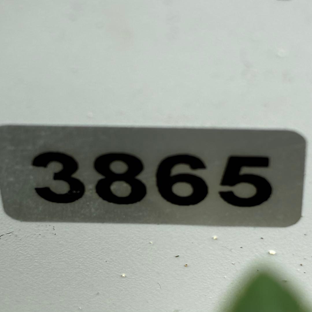 3865☘️2年管理株☘️限定一株☘️WM直筆タグ付☘️超希少☘️原生地採取⭐️Malyi⭐️