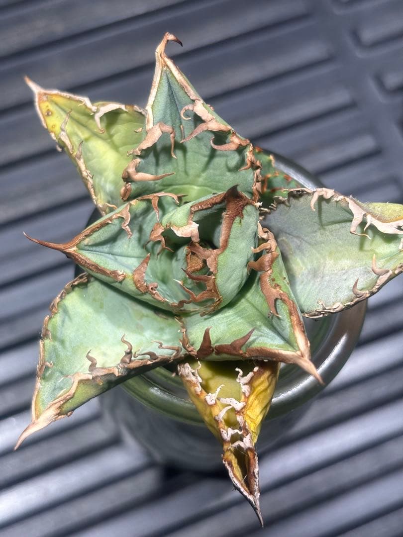 超絶級！アガベチタノタ冰雹（極上株）超S級ブツブツ高級品種子株激レア！