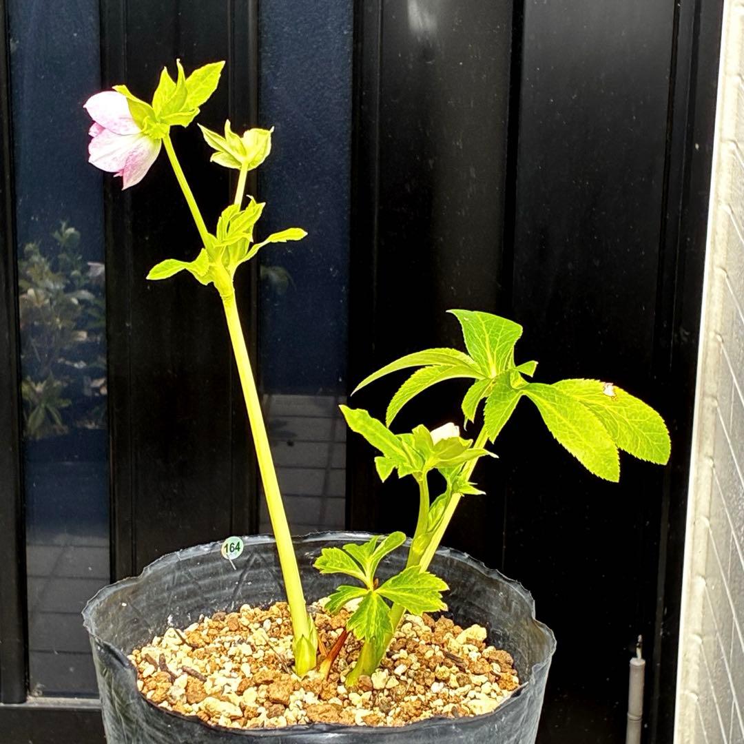 3897☘️2年間管理株☘️6号☘️⭐️いちごみるく⭐️綺麗ピンクオーレア⭐️加藤農園⭐️