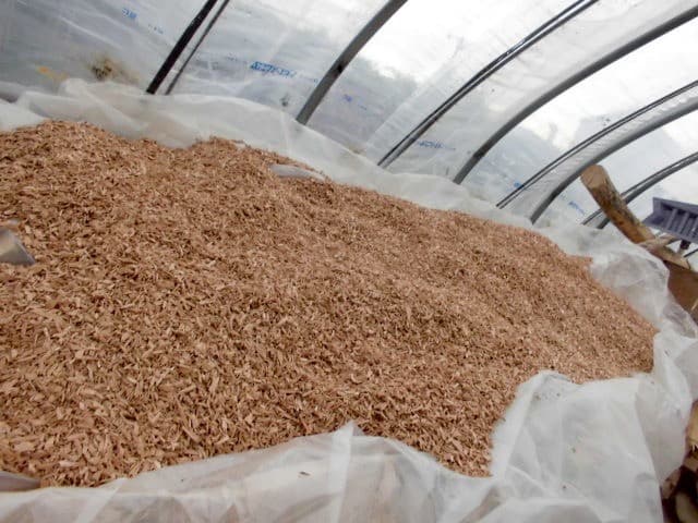 クルミ(胡桃)　チップ No.20190303tip<br><br>