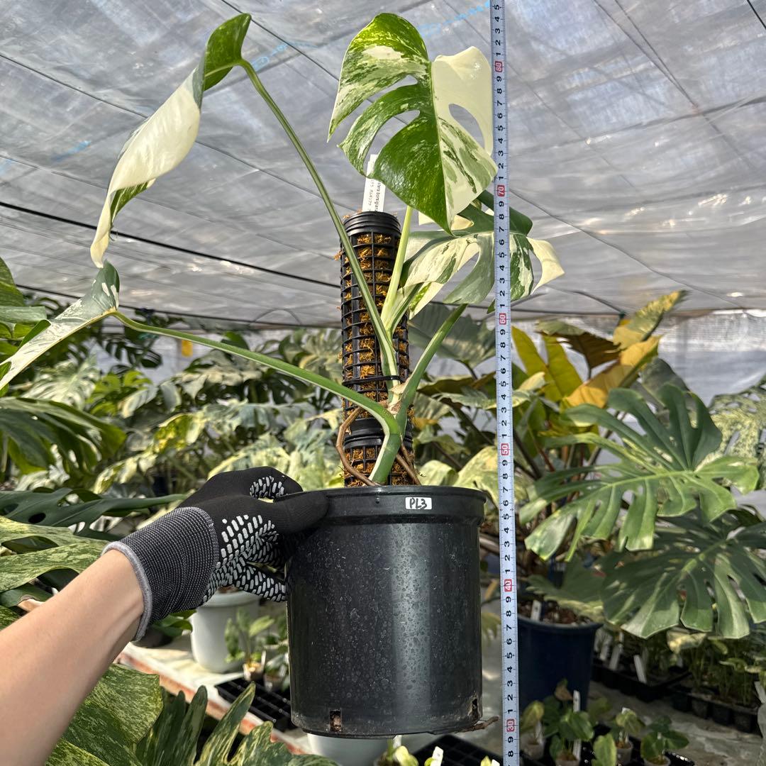 PL31モンステラ　ボルギシアナ　アルボ白ホワイトタイガー斑入り鉢モスポール付き