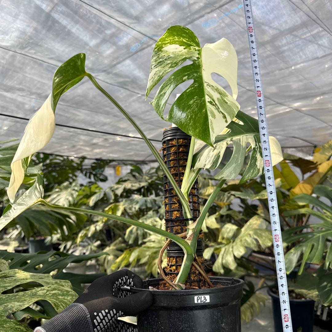 PL31モンステラ　ボルギシアナ　アルボ白ホワイトタイガー斑入り鉢モスポール付き