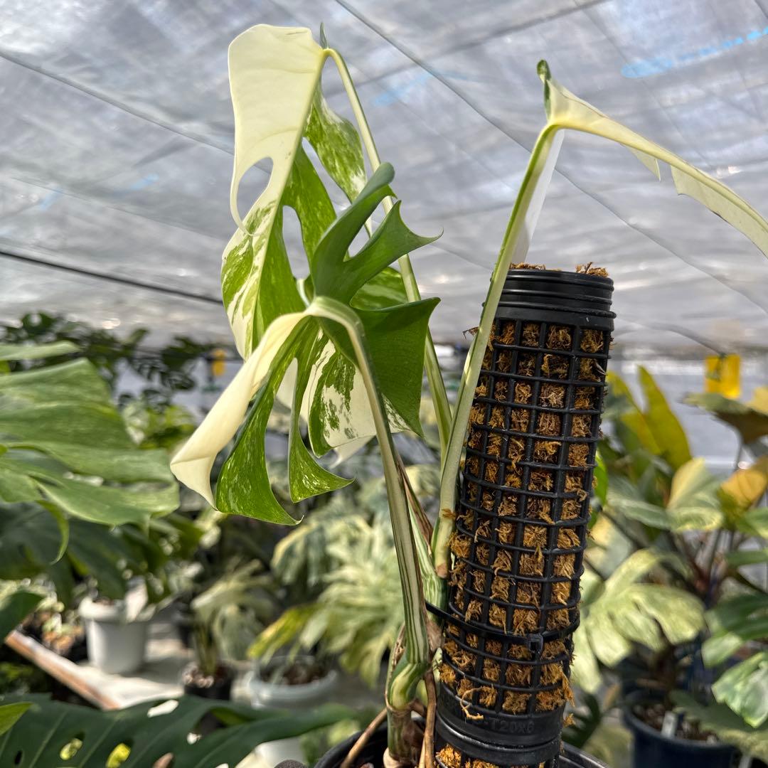 PL31モンステラ　ボルギシアナ　アルボ白ホワイトタイガー斑入り鉢モスポール付き