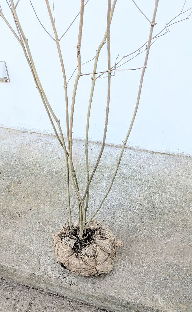 素性極上。。特大サイズの山採りドウダンツツジ。