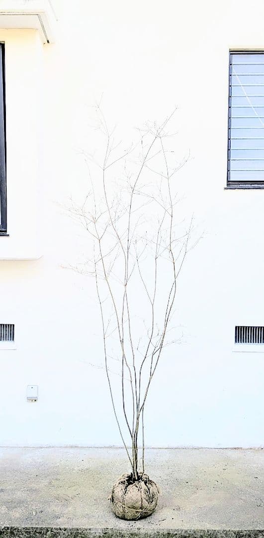 素性極上。。特大サイズの山採りドウダンツツジ。