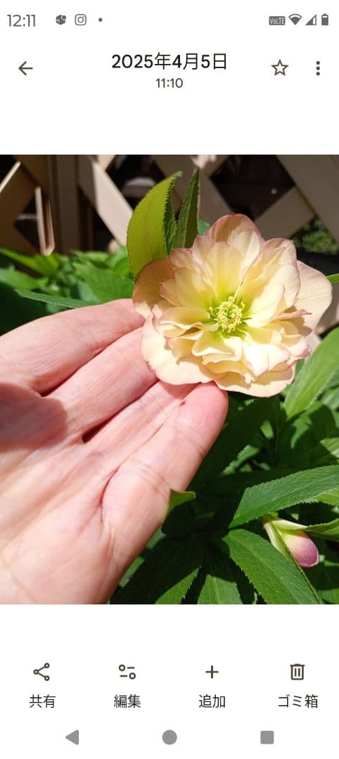 クリスマスローズ　メル様 ご確認用