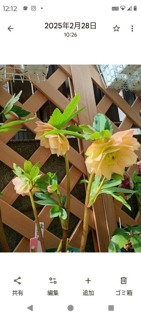 クリスマスローズ　メル様 ご確認用