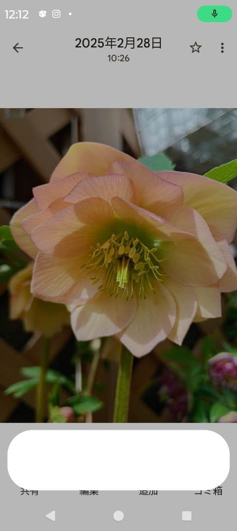 クリスマスローズ　メル様 ご確認用