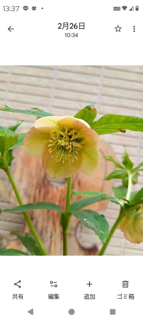 クリスマスローズ　メル様 ご確認用