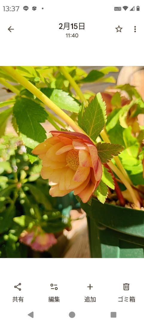 クリスマスローズ　メル様 ご確認用