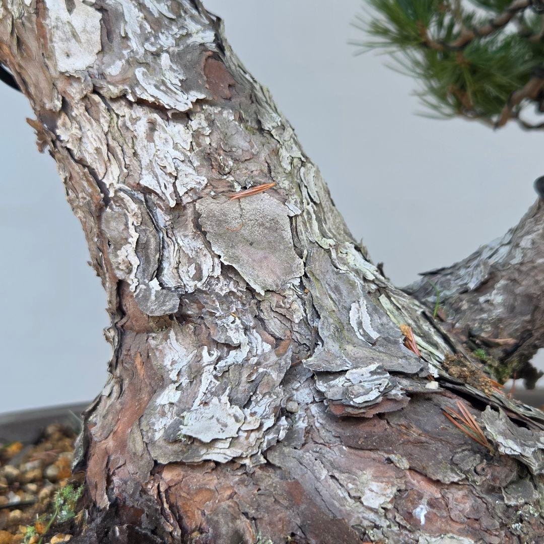 五葉松　[双幹木]　大品盆栽