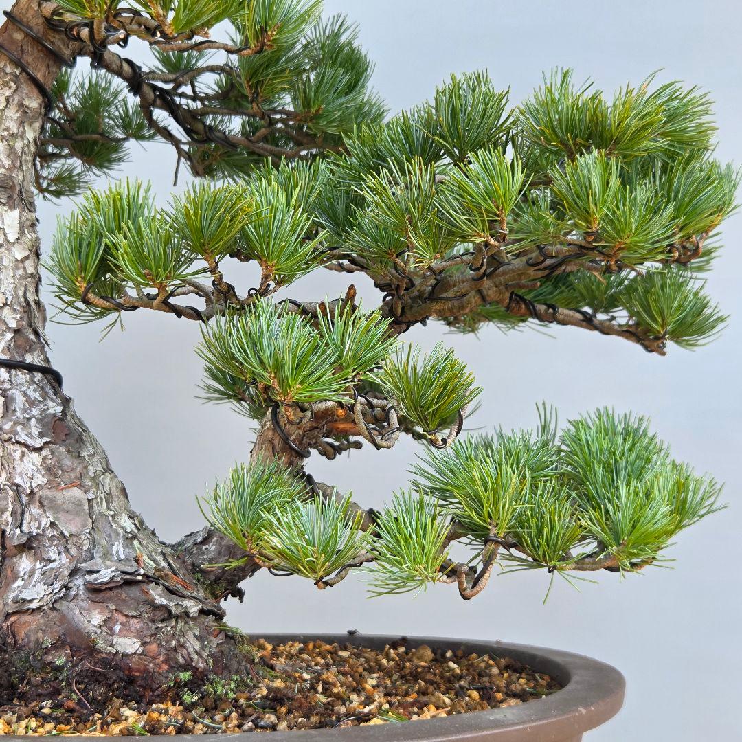 五葉松　[双幹木]　大品盆栽