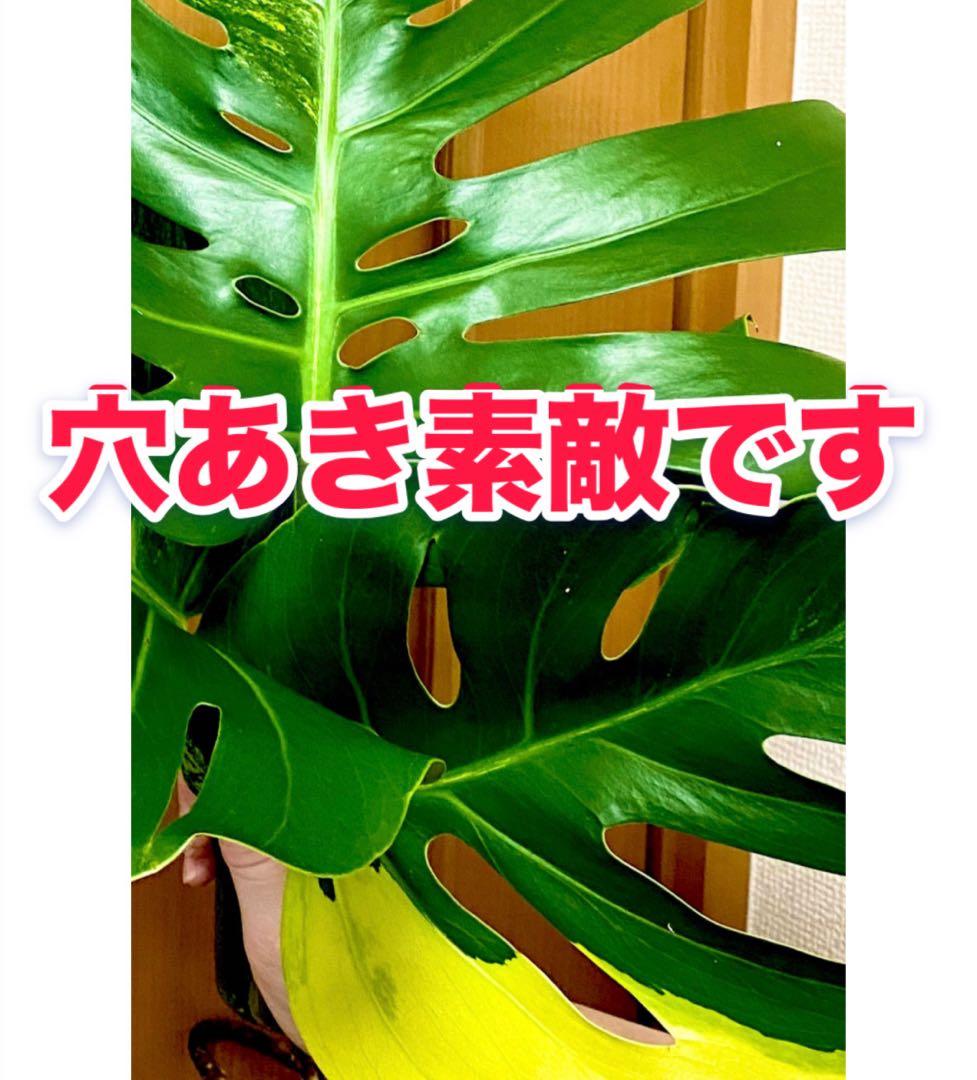 超大葉31㎝／脇芽・新芽／セブブルーミント／イエローマリリン モンステラ 班入①