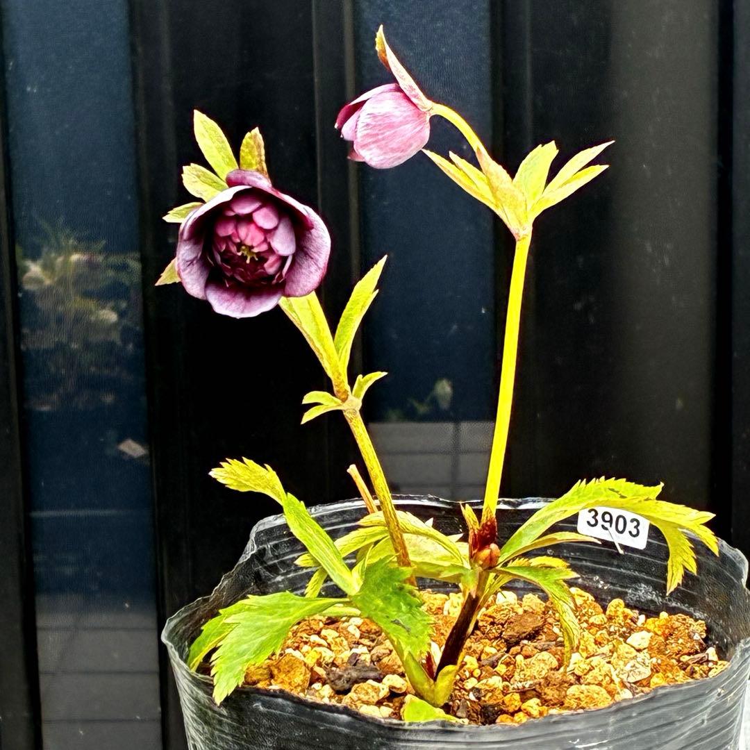 3903☘️1年間管理株☘️⭐️クレオパトラ⭐️小輪⭐️スレートレッド⭐️コンパクト⭐️