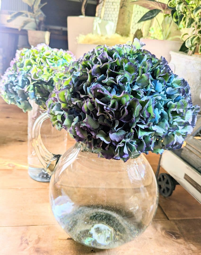 輸入アジサイ　ロイヤルパレスクラッシック