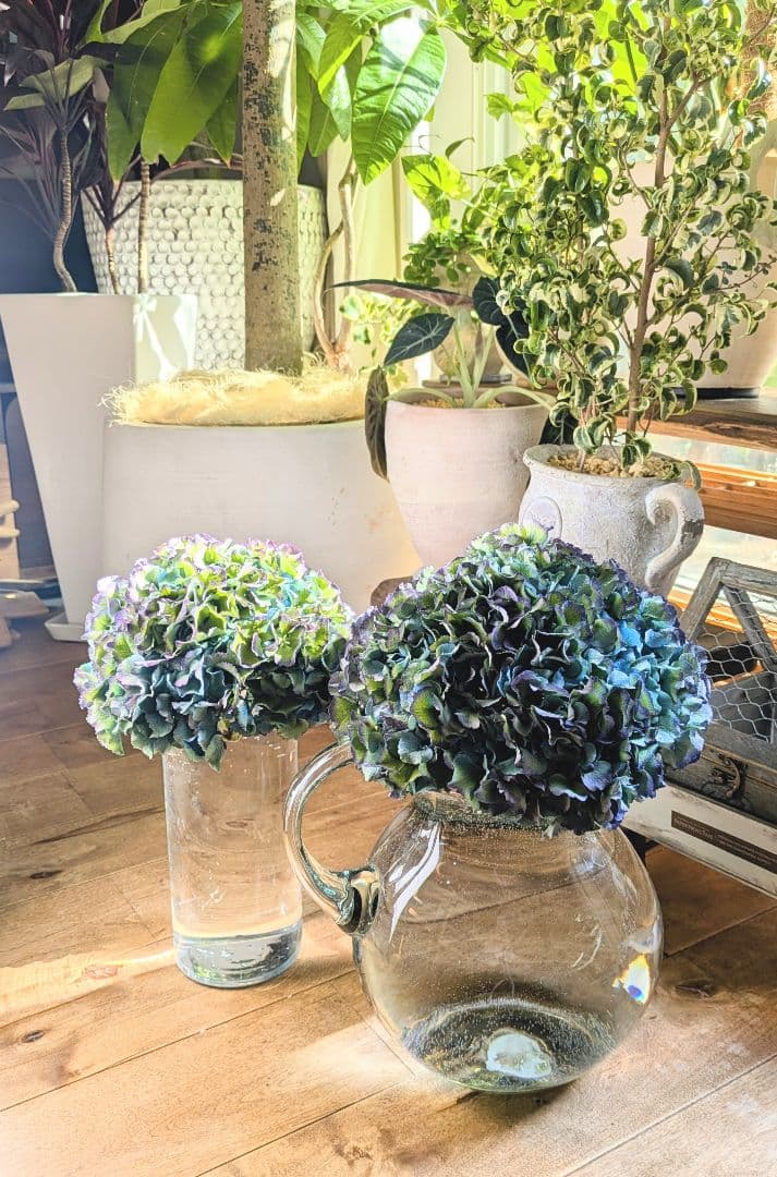 輸入アジサイ　ロイヤルパレスクラッシック