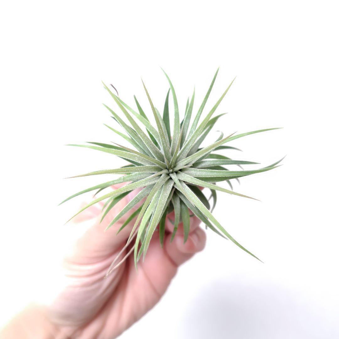 チランジア イオナンタ ヘッジホッグ