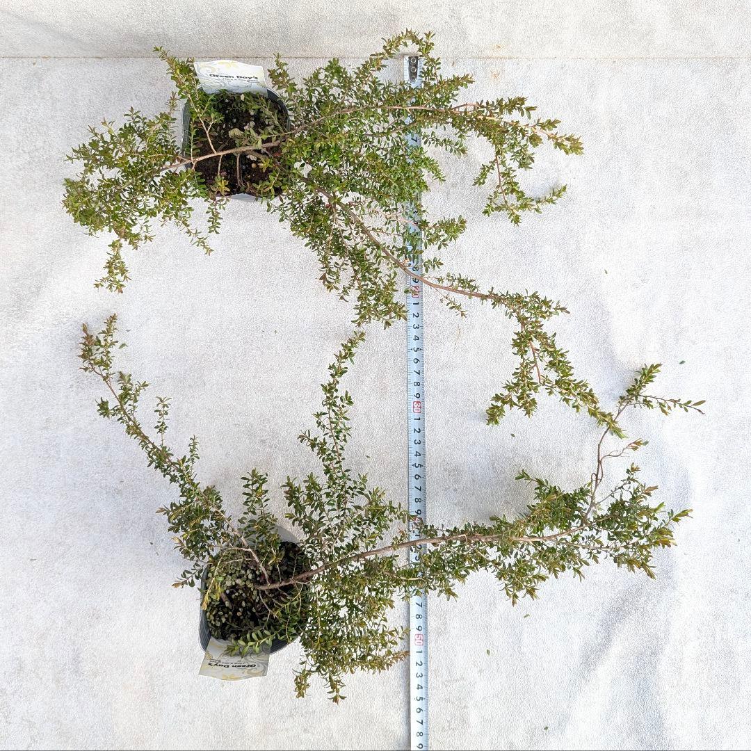 【希少品種】 2個セット レプトスペルマム バーチカルドロップ オージープランツ