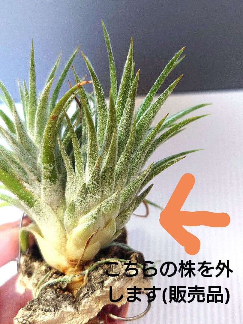 Tillandsia ‘Wait 'N See’ （‘Wait N'C’)