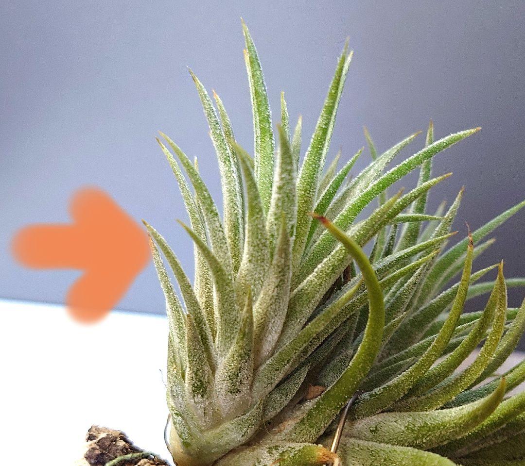 Tillandsia ‘Wait 'N See’ （‘Wait N'C’)