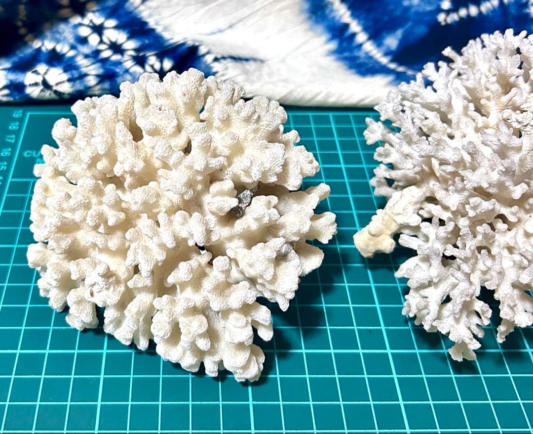 天然白サンゴ 置物 2点セット