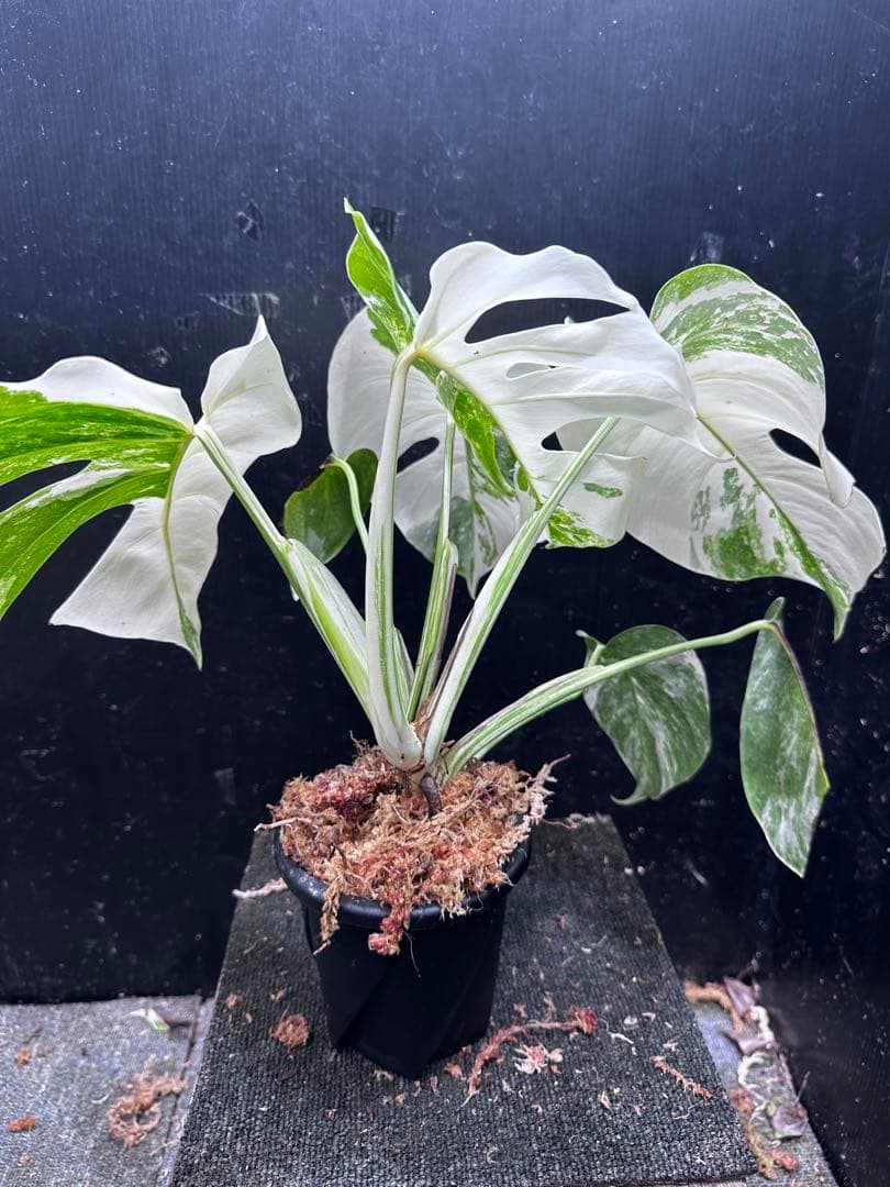 斑入りモンステラ ホワイトタイガー極美大株42cm白斑多