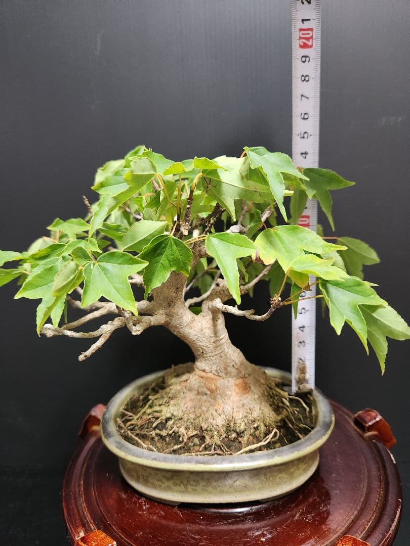 楓 かえで カエデ 楓盆栽 かえで盆栽 小品盆栽 紅葉　盤根
