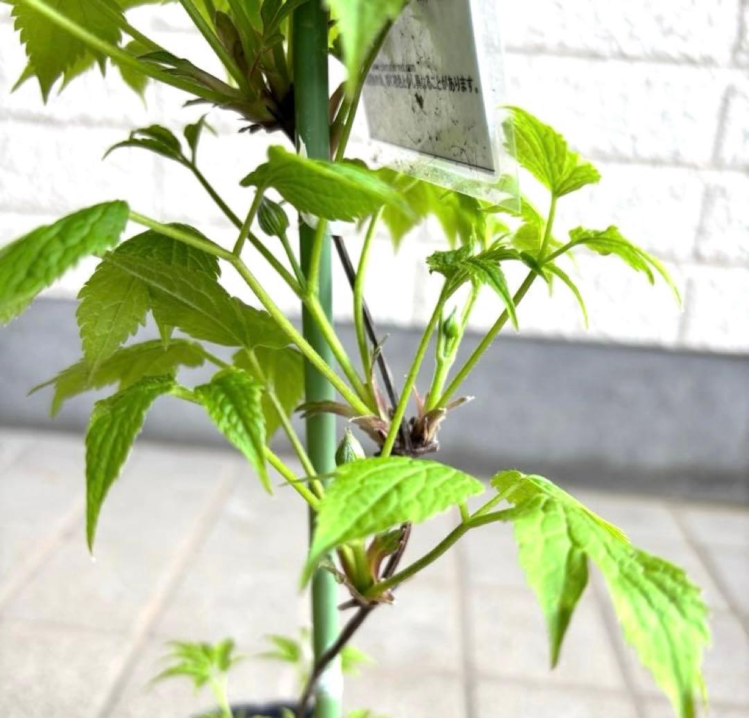 苗　アトラゲネ系　パープルスパイダー　生花　花苗　切り花　クレマチス苗