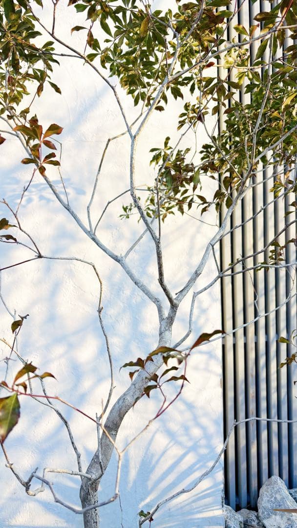 開花中☆山採りアセビ2.7M(鉢底から)