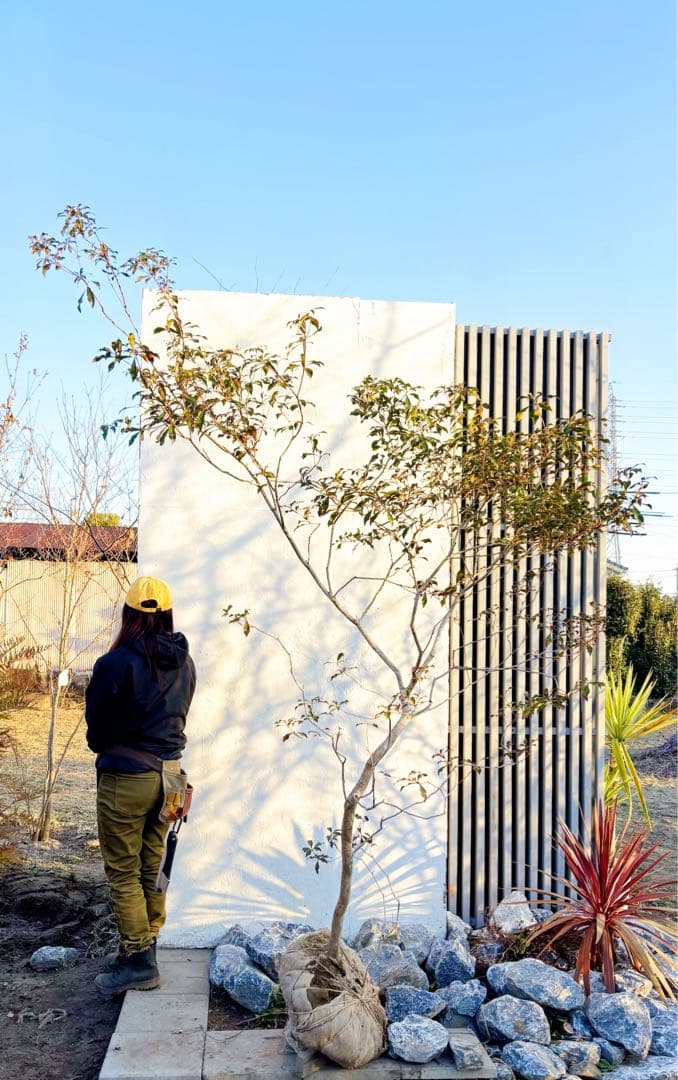 開花中☆山採りアセビ2.7M(鉢底から)