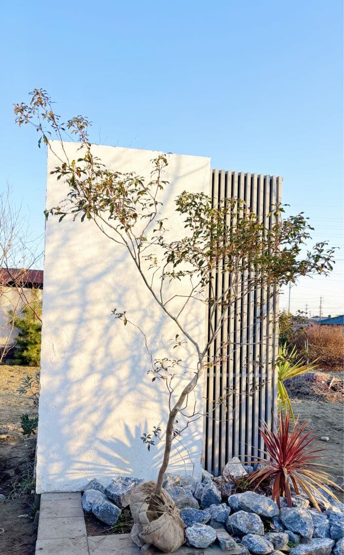 開花中☆山採りアセビ2.7M(鉢底から)