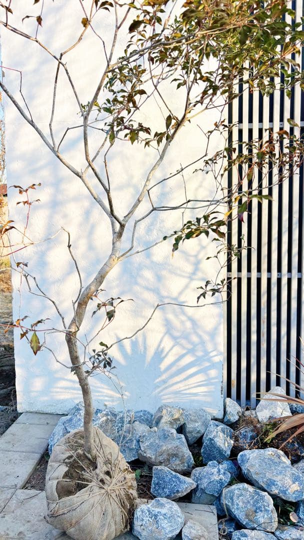 開花中☆山採りアセビ2.7M(鉢底から)