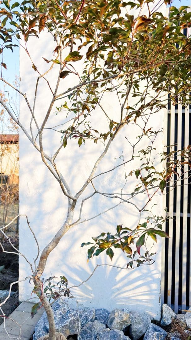 開花中☆山採りアセビ2.7M(鉢底から)