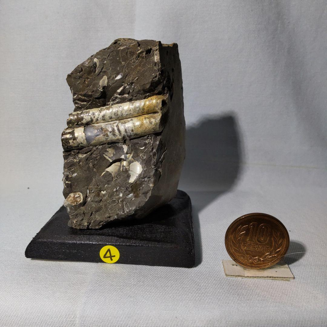 北海道アンモナイト化石、正常巻3点＋異常巻２点＋資料5点＋プレゼント1点