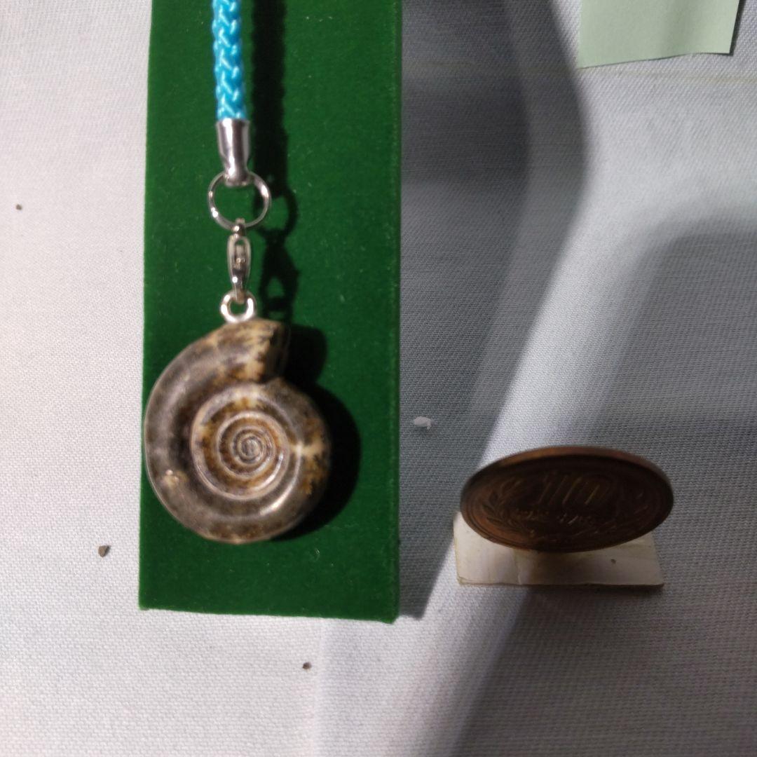 北海道アンモナイト化石、正常巻3点＋異常巻２点＋資料5点＋プレゼント1点