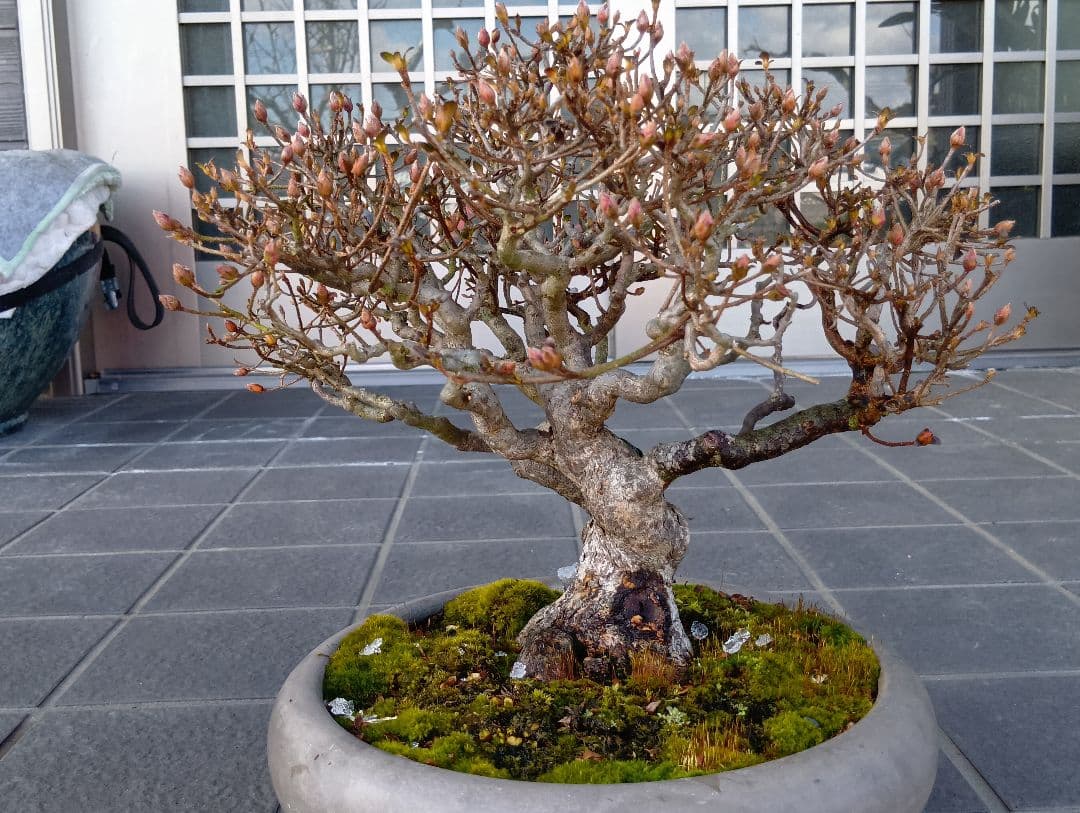 皐月盆栽‼️霧島系皐月、品種？‼️再値下げ‼️25000円