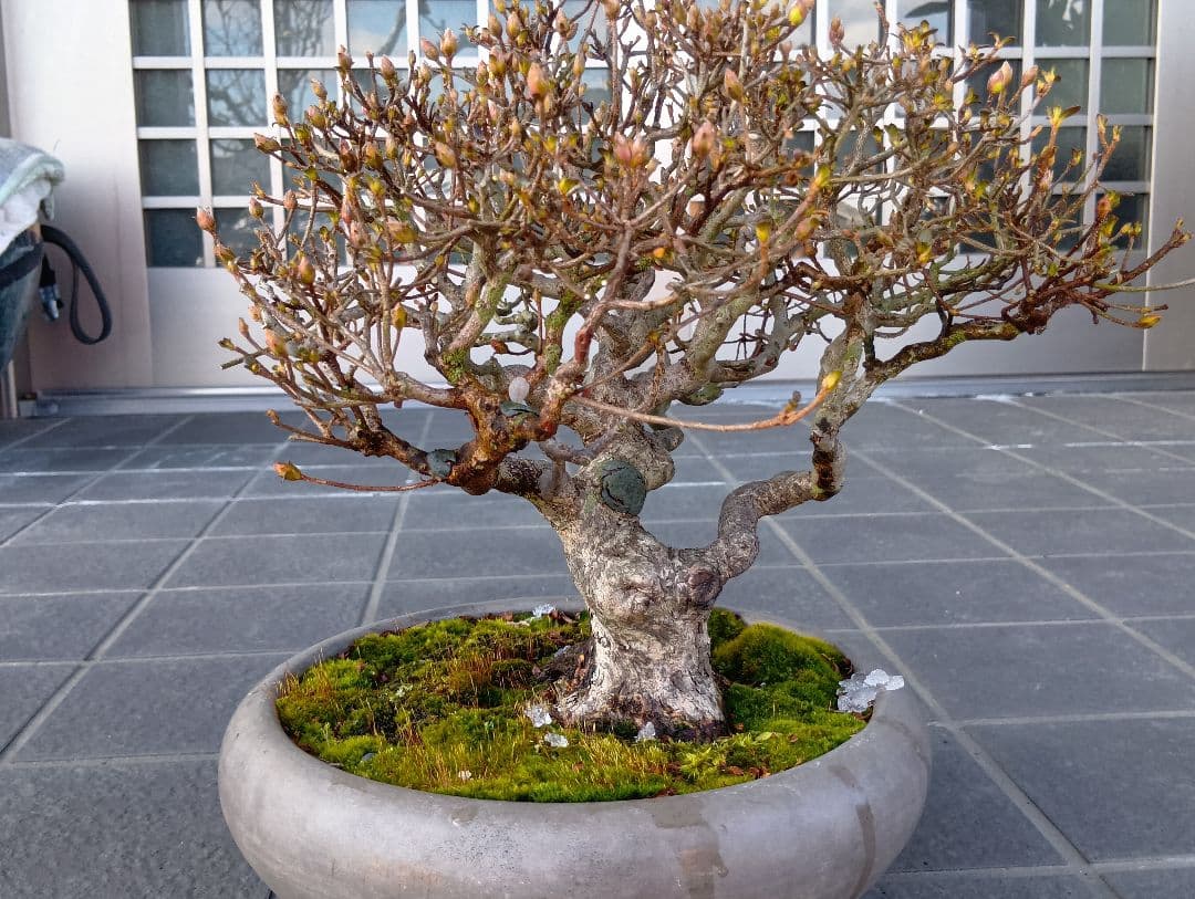 皐月盆栽‼️霧島系皐月、品種？‼️再値下げ‼️25000円