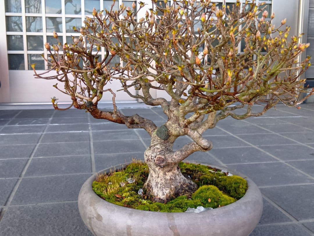 皐月盆栽‼️霧島系皐月、品種？‼️再値下げ‼️25000円