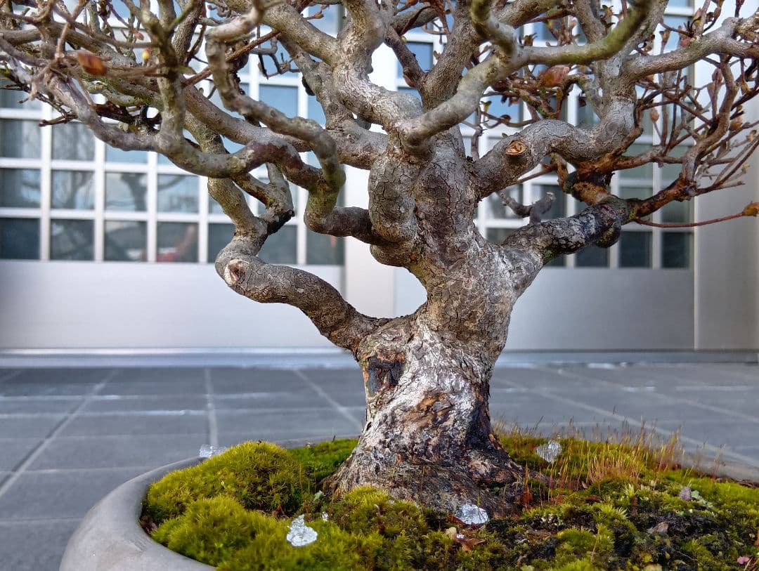 皐月盆栽‼️霧島系皐月、品種？‼️再値下げ‼️25000円