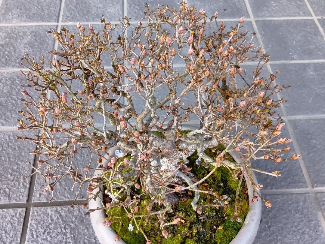 皐月盆栽‼️霧島系皐月、品種？‼️再値下げ‼️25000円