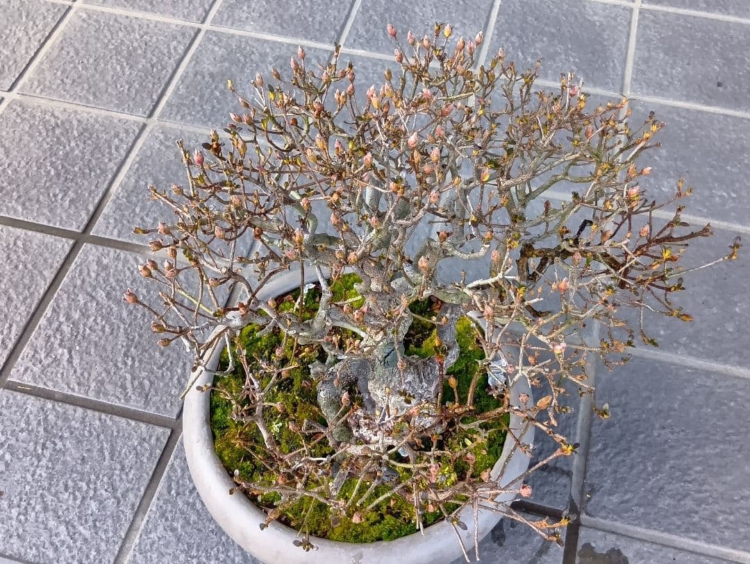 皐月盆栽‼️霧島系皐月、品種？‼️再値下げ‼️25000円