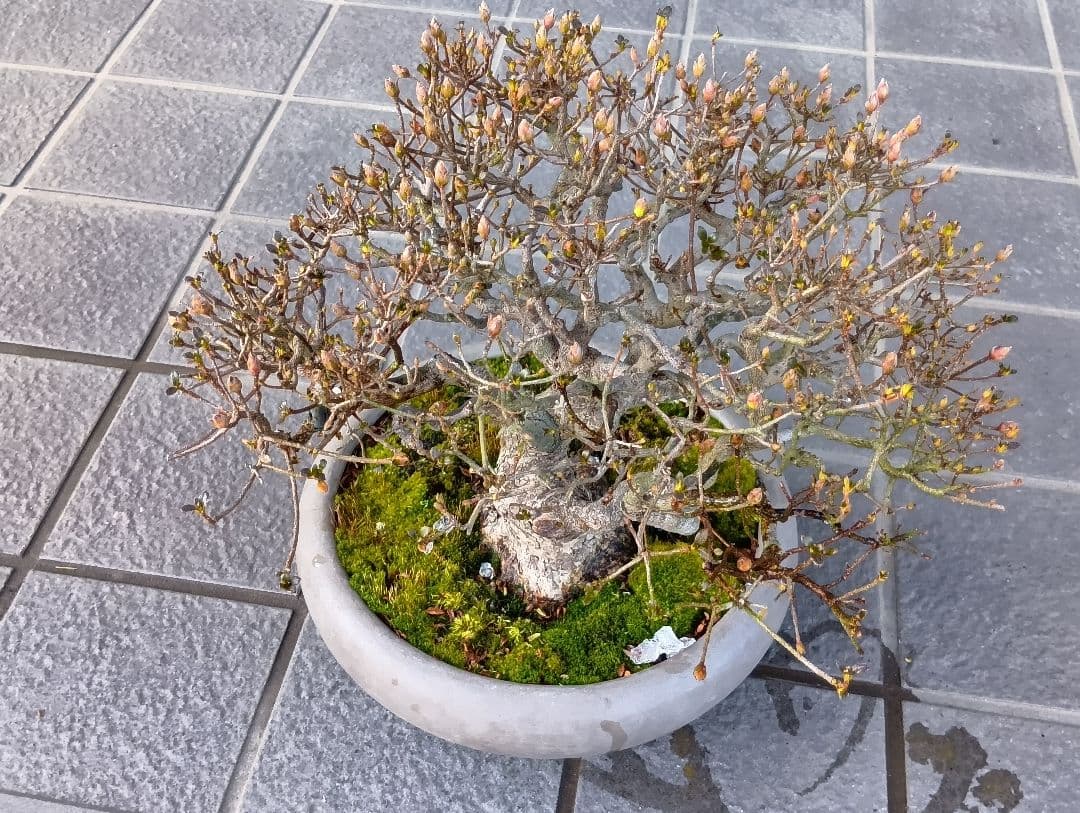 皐月盆栽‼️霧島系皐月、品種？‼️再値下げ‼️25000円