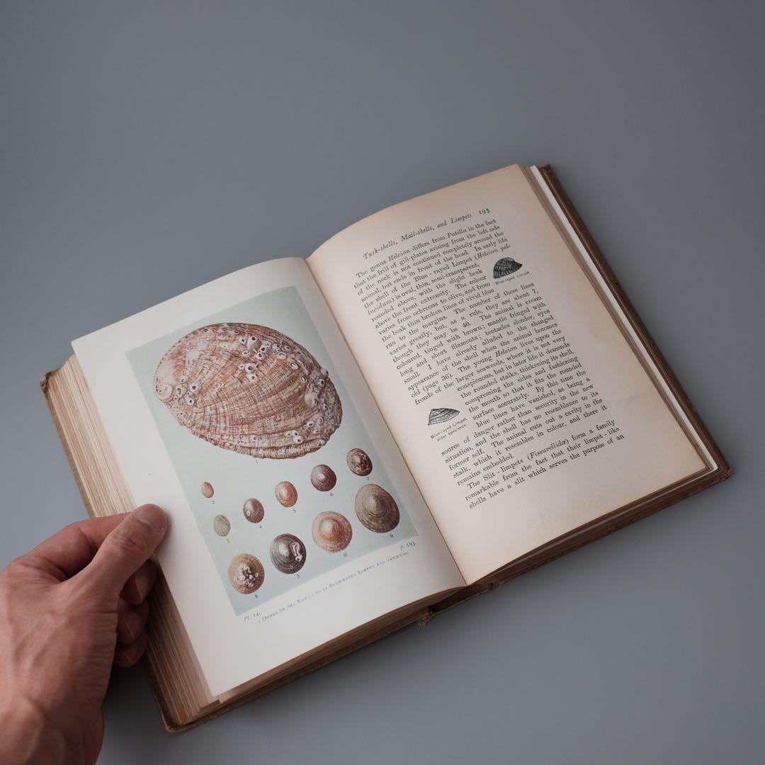 1927年にイギリスで出版された自然科学系の古書 アンティーク