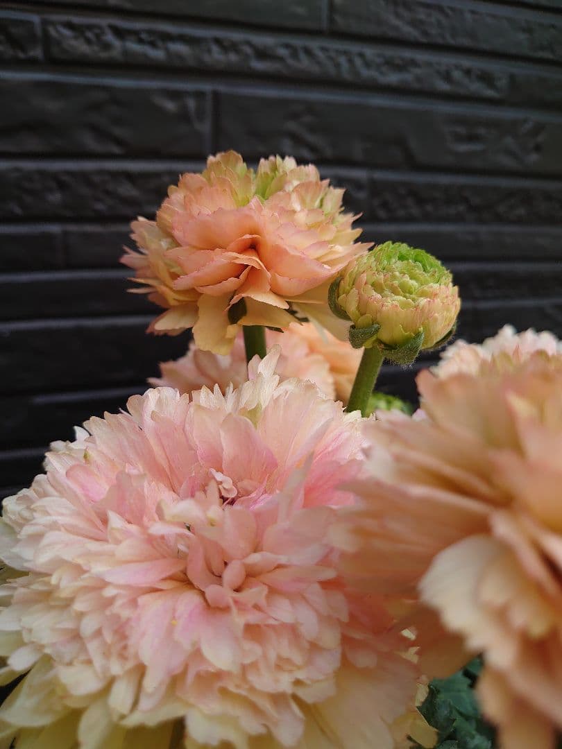 ラナンキュラス　サクセス トアレグ　開花鉢