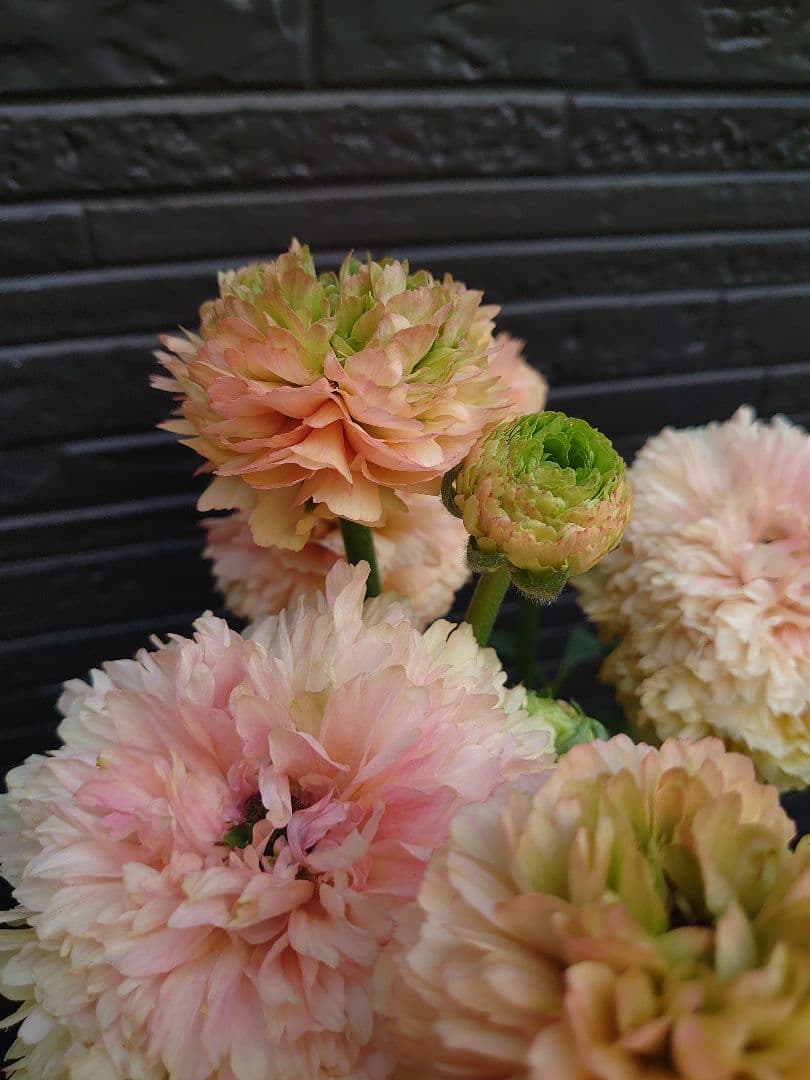 ラナンキュラス　サクセス トアレグ　開花鉢