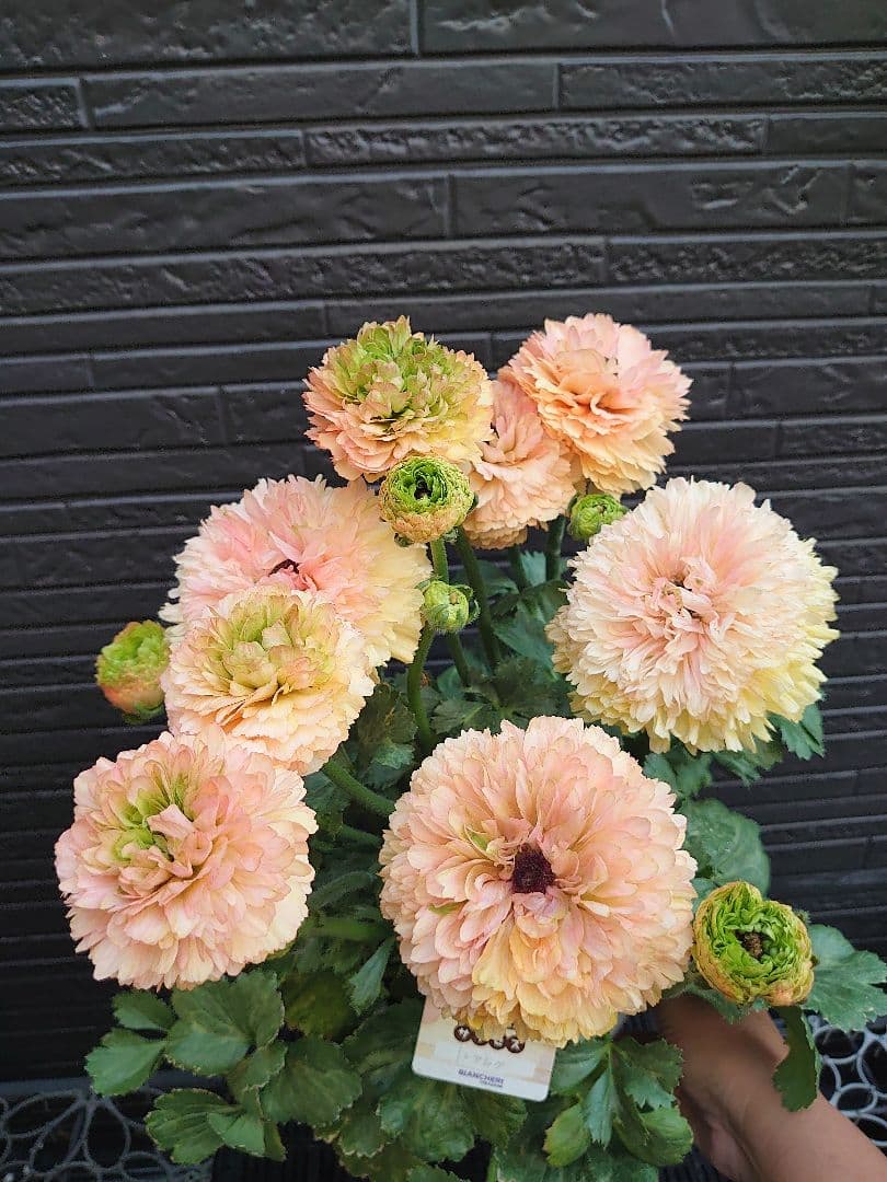 ラナンキュラス　サクセス トアレグ　開花鉢