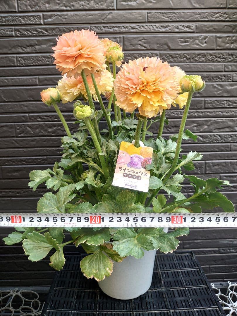 ラナンキュラス　サクセス トアレグ　開花鉢