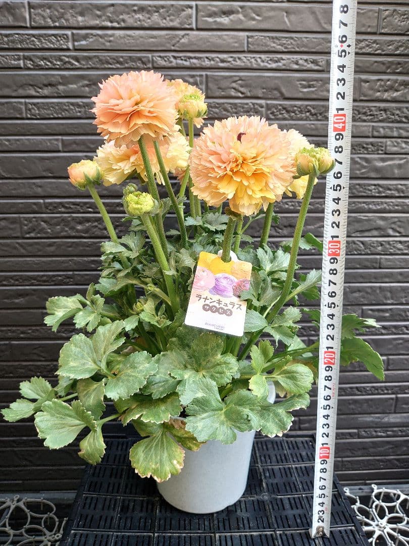 ラナンキュラス　サクセス トアレグ　開花鉢
