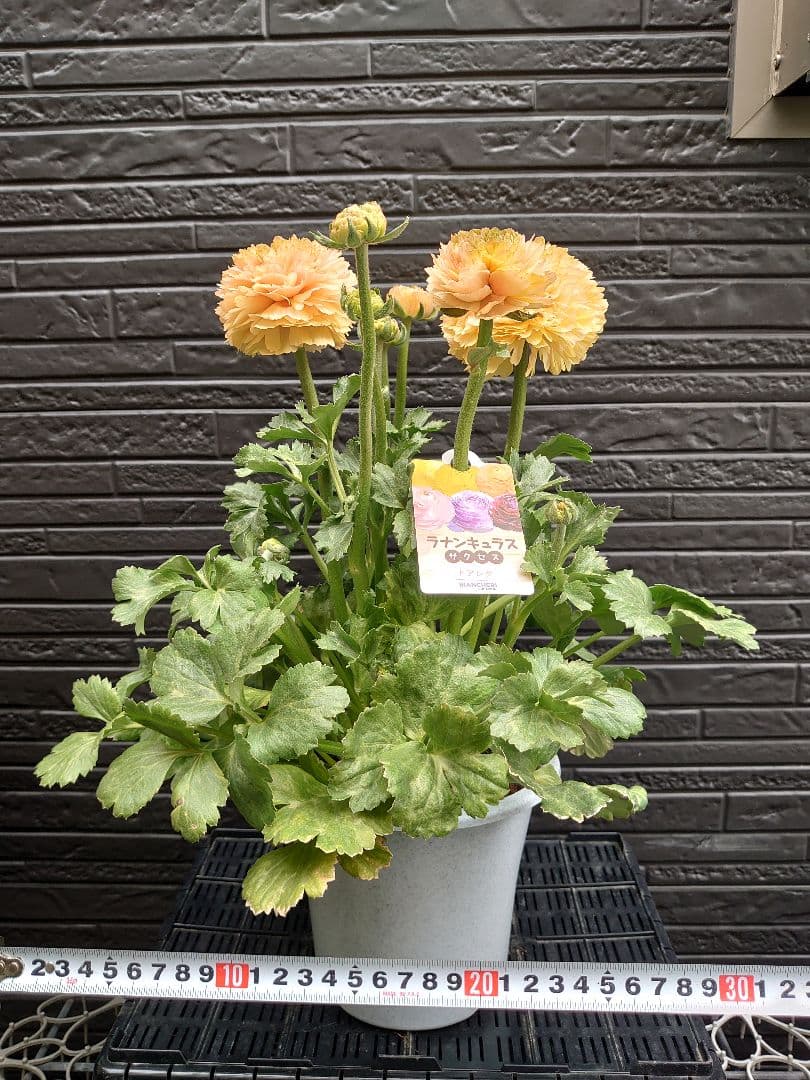 ラナンキュラス　サクセス トアレグ　開花鉢
